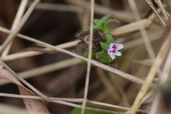 Ipomoea eriocarpa
